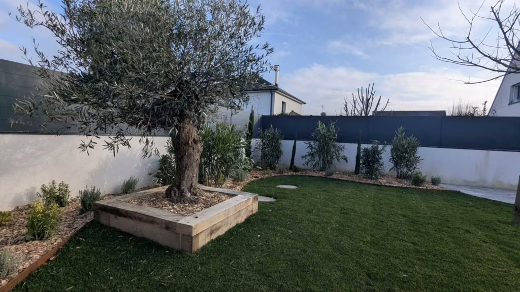 Olivier planté en bac bois au milieu d'un gazon neuf