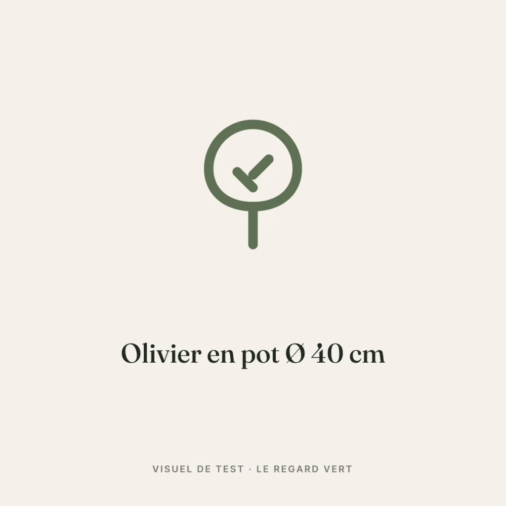 Visuel de test : olivier-en-pot-1